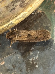 Acrolophus popeanella