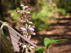 Salvia sanctae-luciae