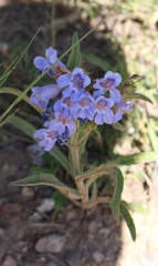 Penstemon glaber alpinus