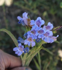 Penstemon glaber alpinus
