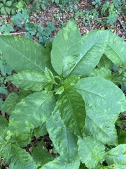 Pokeweed mosaic virus