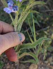 Penstemon glaber alpinus