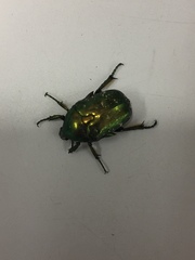Protaetia orientalis