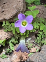 Oxalis metcalfei