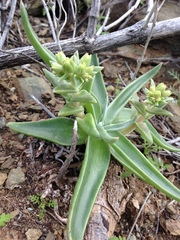 Dudleya saxosa collomiae