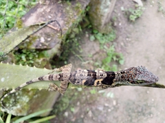 Anolis nemonteae
