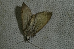 Aplocera efformata