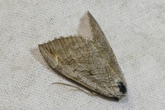 Aplocera efformata