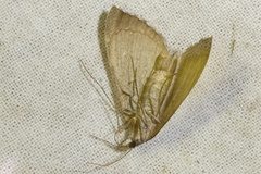Aplocera efformata