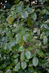 Heptapleurum ellipticum