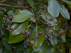 Heptapleurum ellipticum