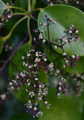 Heptapleurum ellipticum