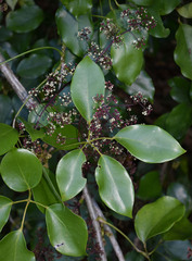 Heptapleurum ellipticum