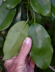 Heptapleurum ellipticum