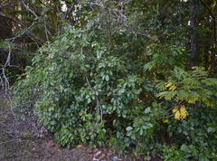 Heptapleurum ellipticum