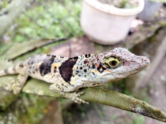 Anolis nemonteae