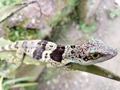 Anolis nemonteae