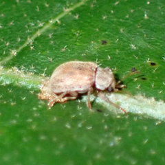 Demotina modesta