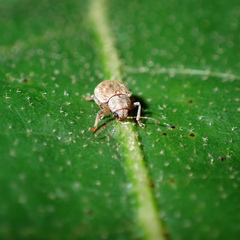 Demotina modesta