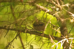 Troglodytes pacificus