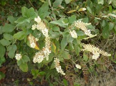 Clethra tomentosa