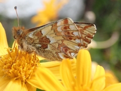 Boloria pales