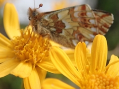 Boloria pales