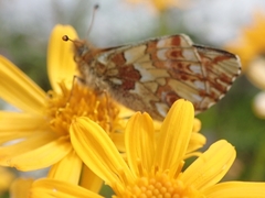 Boloria pales