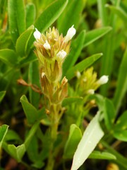 Castilleja tenuis