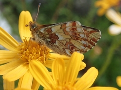 Boloria pales