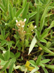 Castilleja tenuis
