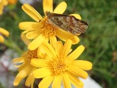 Boloria pales