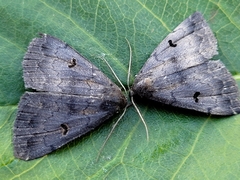 Phalaenostola hanhami