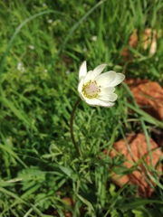 Anemone tuberosa