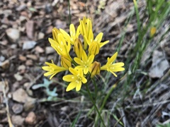 Triteleia crocea