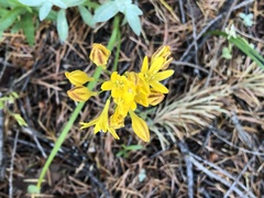 Triteleia crocea