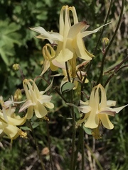 Aquilegia formosa