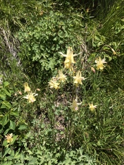 Aquilegia formosa