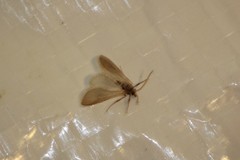 Acentria ephemerella