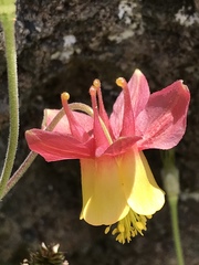 Aquilegia formosa