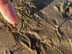 Halodule pinifolia