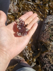 Constantinea subulifera