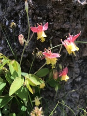 Aquilegia formosa