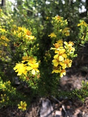 Hypericum brachyphyllum