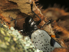 Cypherotylus debauvei