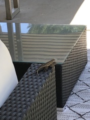 Sceloporus occidentalis