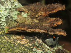 Cypherotylus debauvei