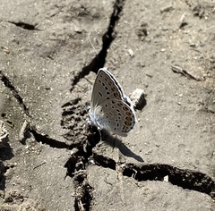 Plebejus samuelis
