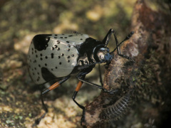 Cypherotylus debauvei
