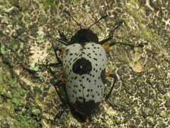 Cypherotylus debauvei